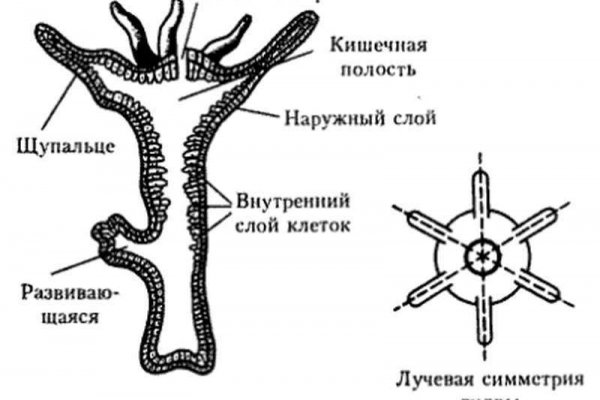 Ссылка на кракен тг